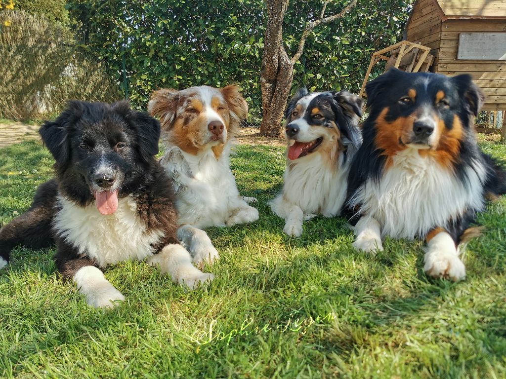Nos chiens