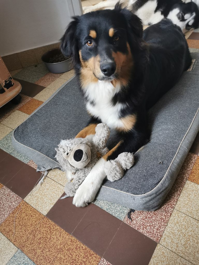 Nos chiots dans leurs familles