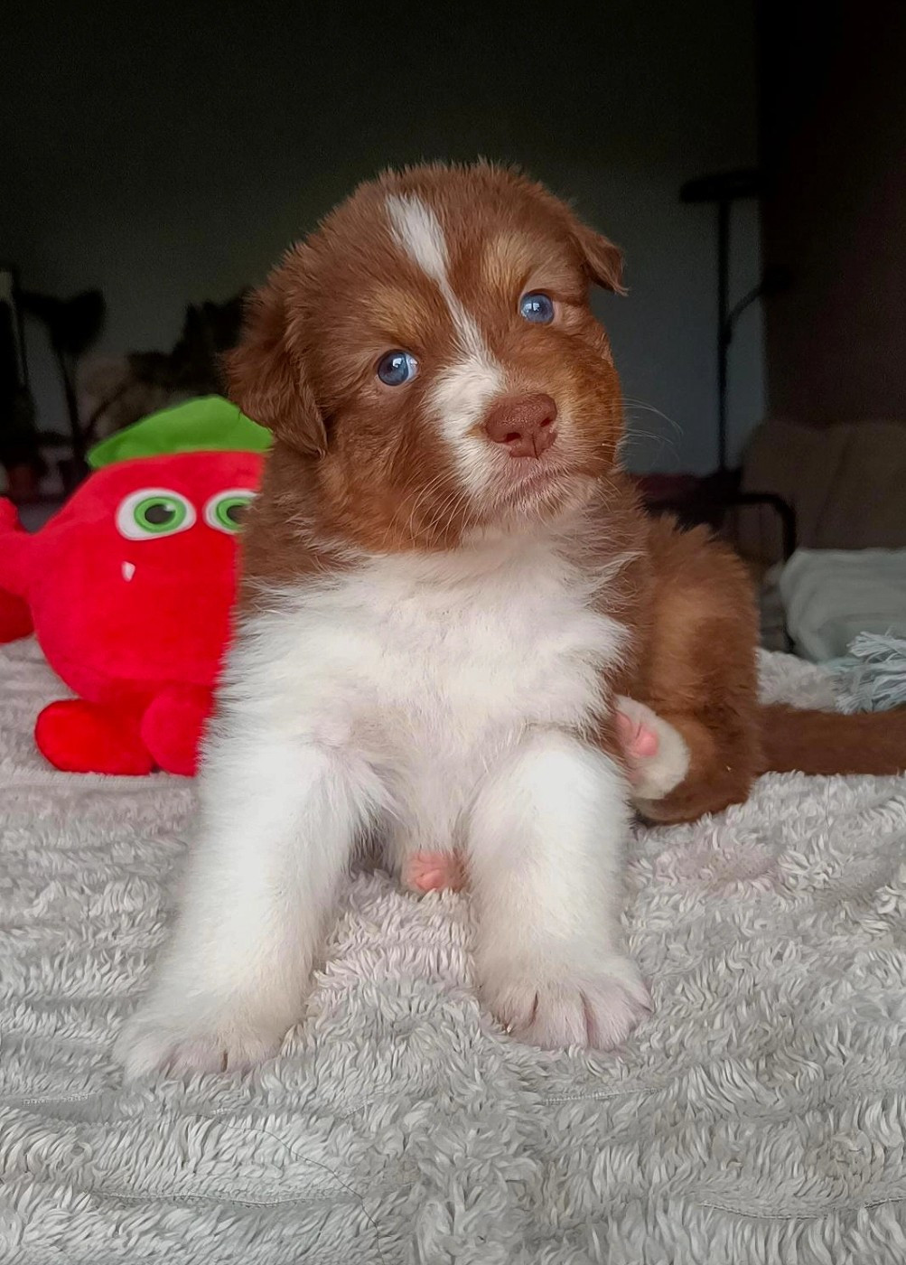 Du Rubis Mystérieux - Chiots disponibles - Berger Australien