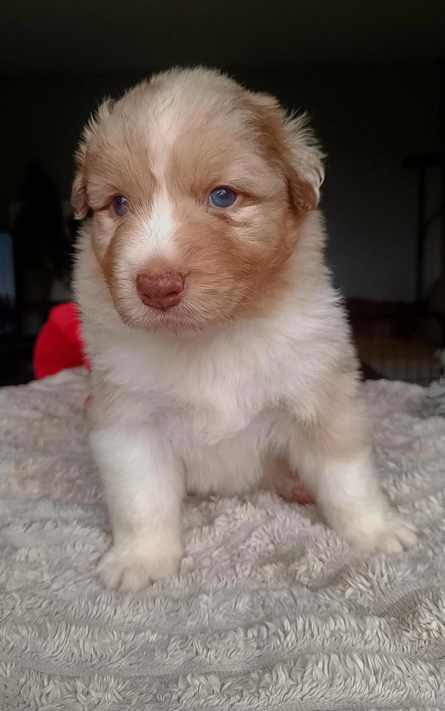 Du Rubis Mystérieux - Chiots disponibles - Berger Australien