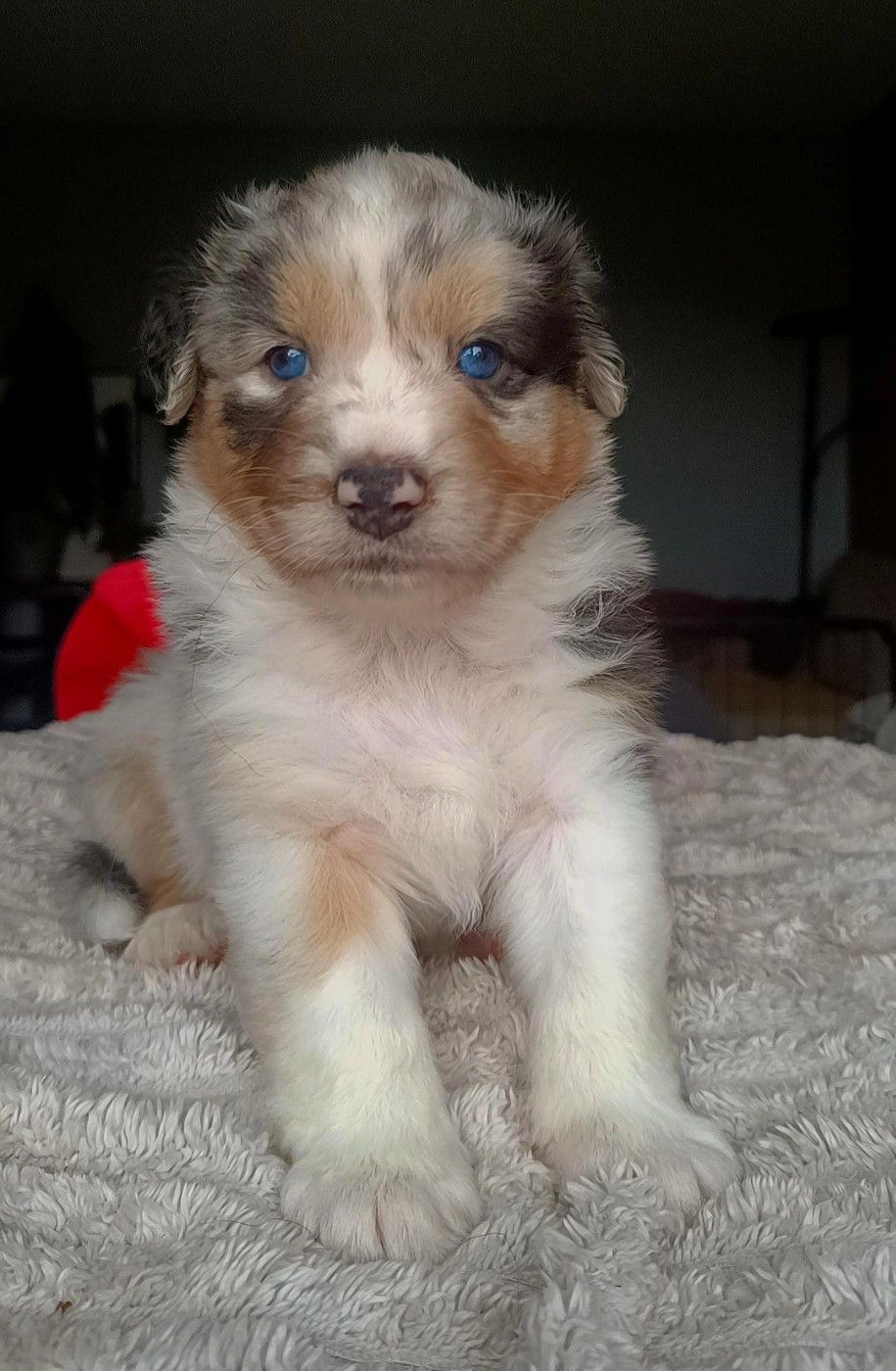 Du Rubis Mystérieux - Chiots disponibles - Berger Australien