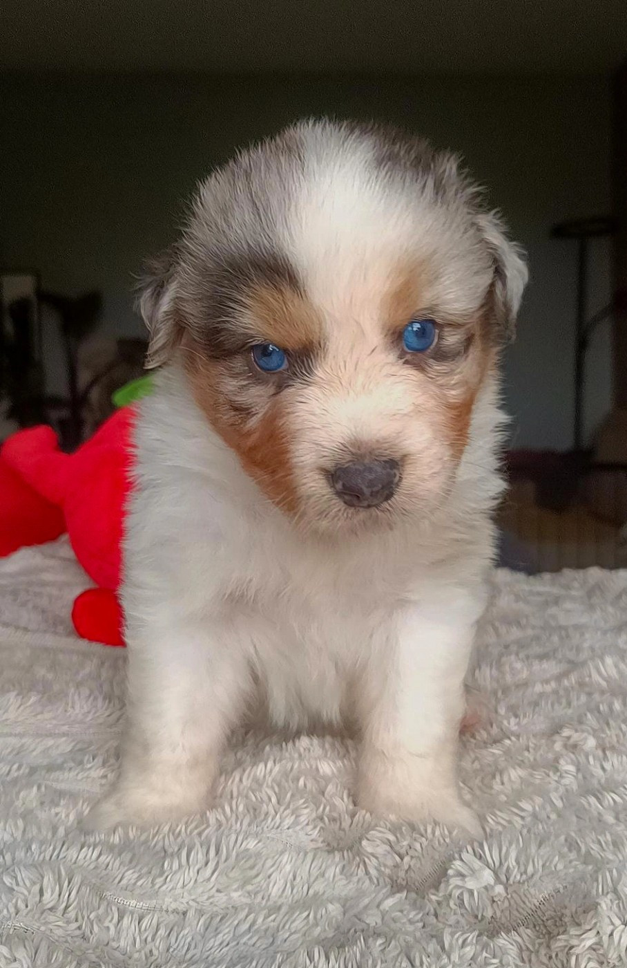 Du Rubis Mystérieux - Chiots disponibles - Berger Australien