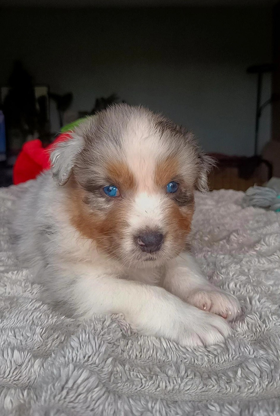 Du Rubis Mystérieux - Chiots disponibles - Berger Australien