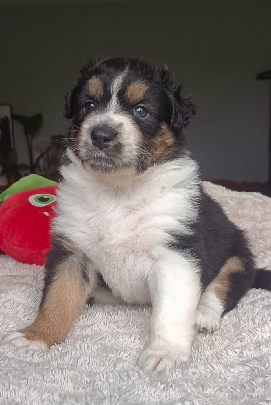 Du Rubis Mystérieux - Chiots disponibles - Berger Australien