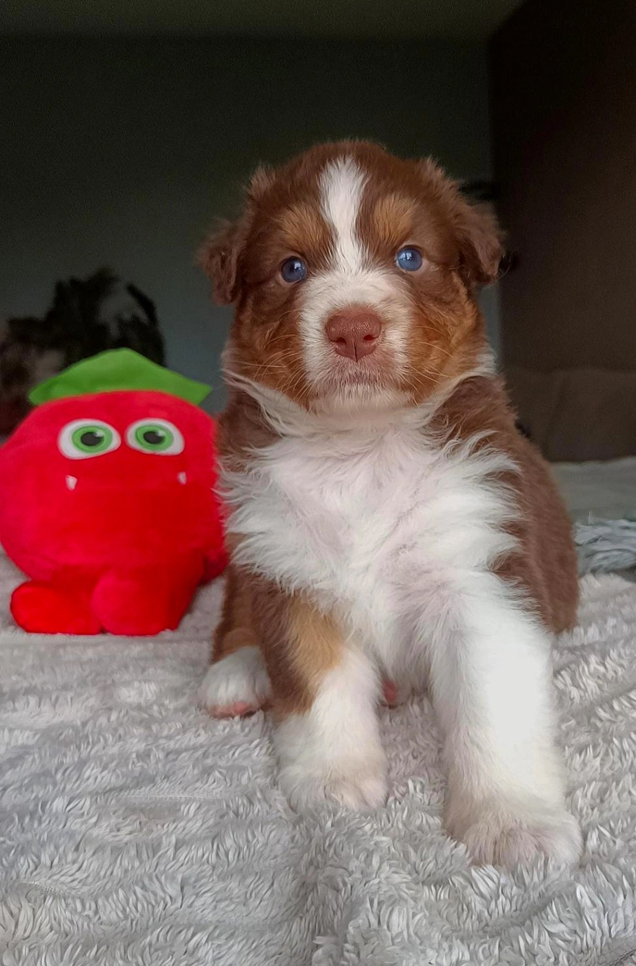 Du Rubis Mystérieux - Chiots disponibles - Berger Australien