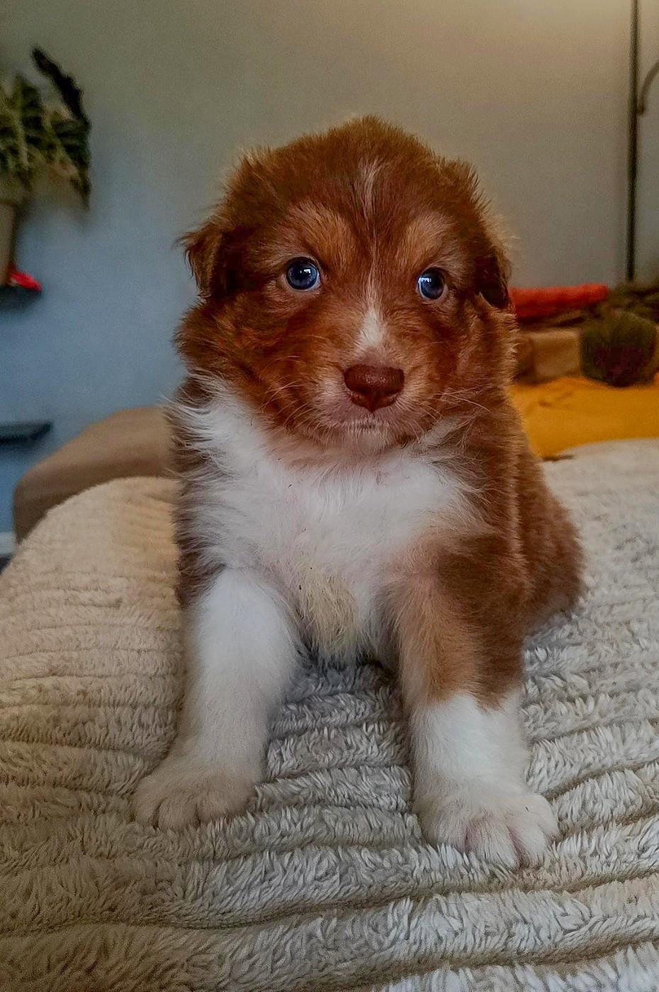 Du Rubis Mystérieux - Chiots disponibles - Berger Australien