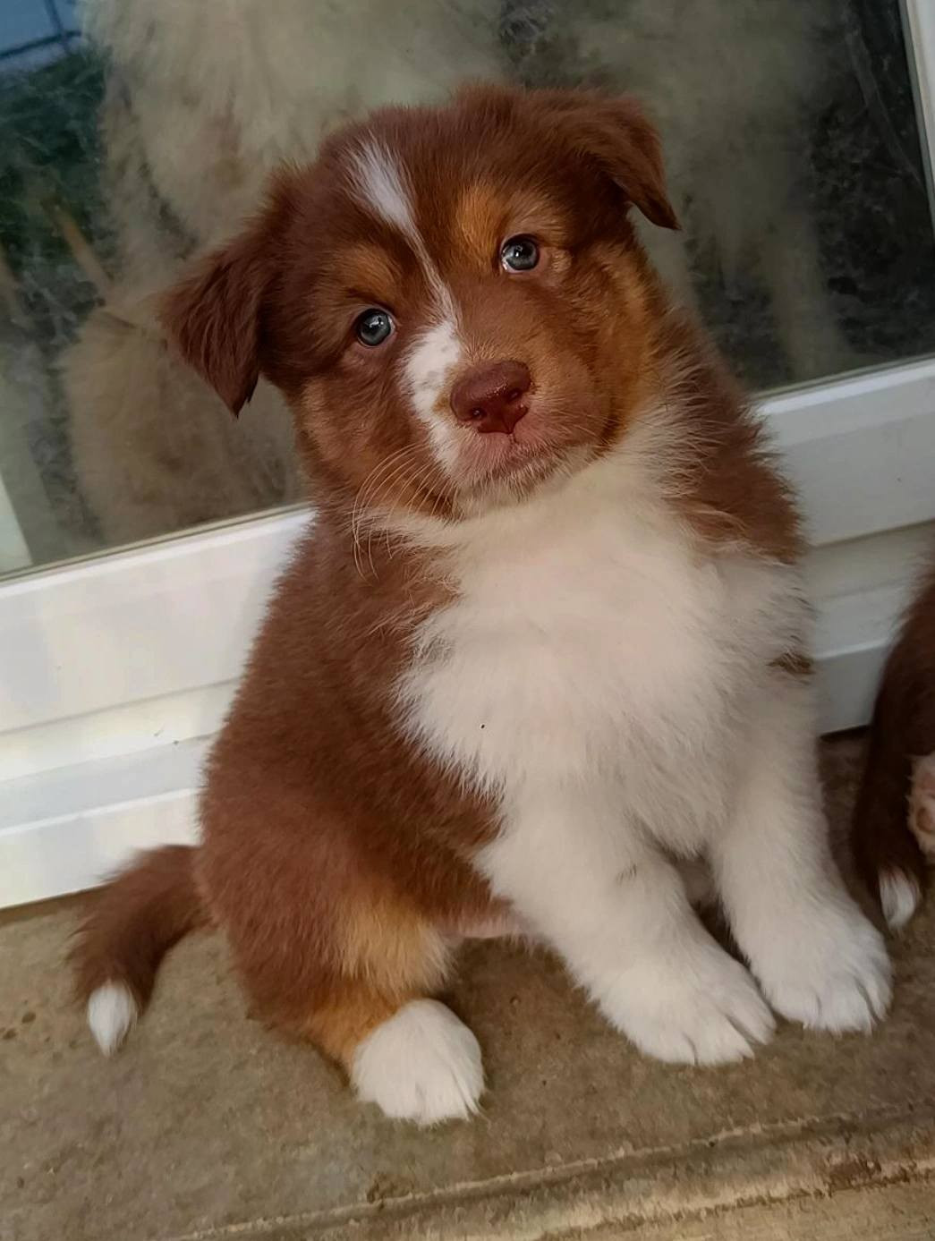 Du Rubis Mystérieux - Chiots disponibles - Berger Australien