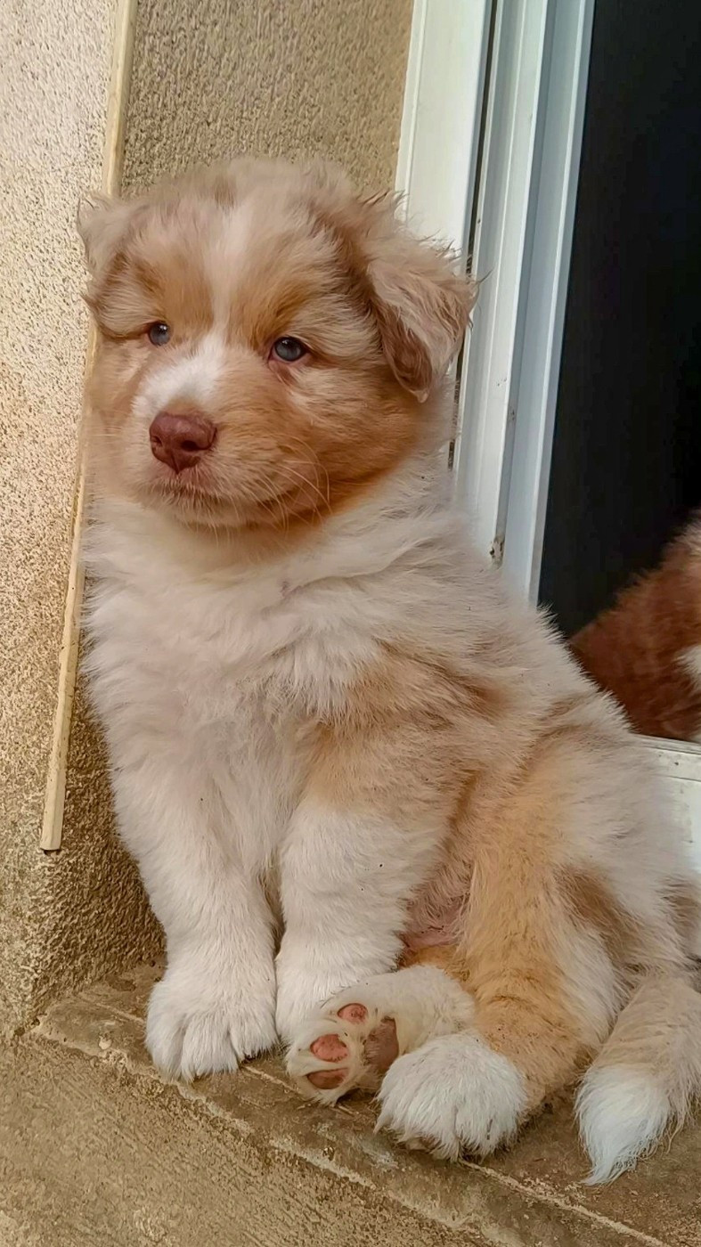 Du Rubis Mystérieux - Chiots disponibles - Berger Australien