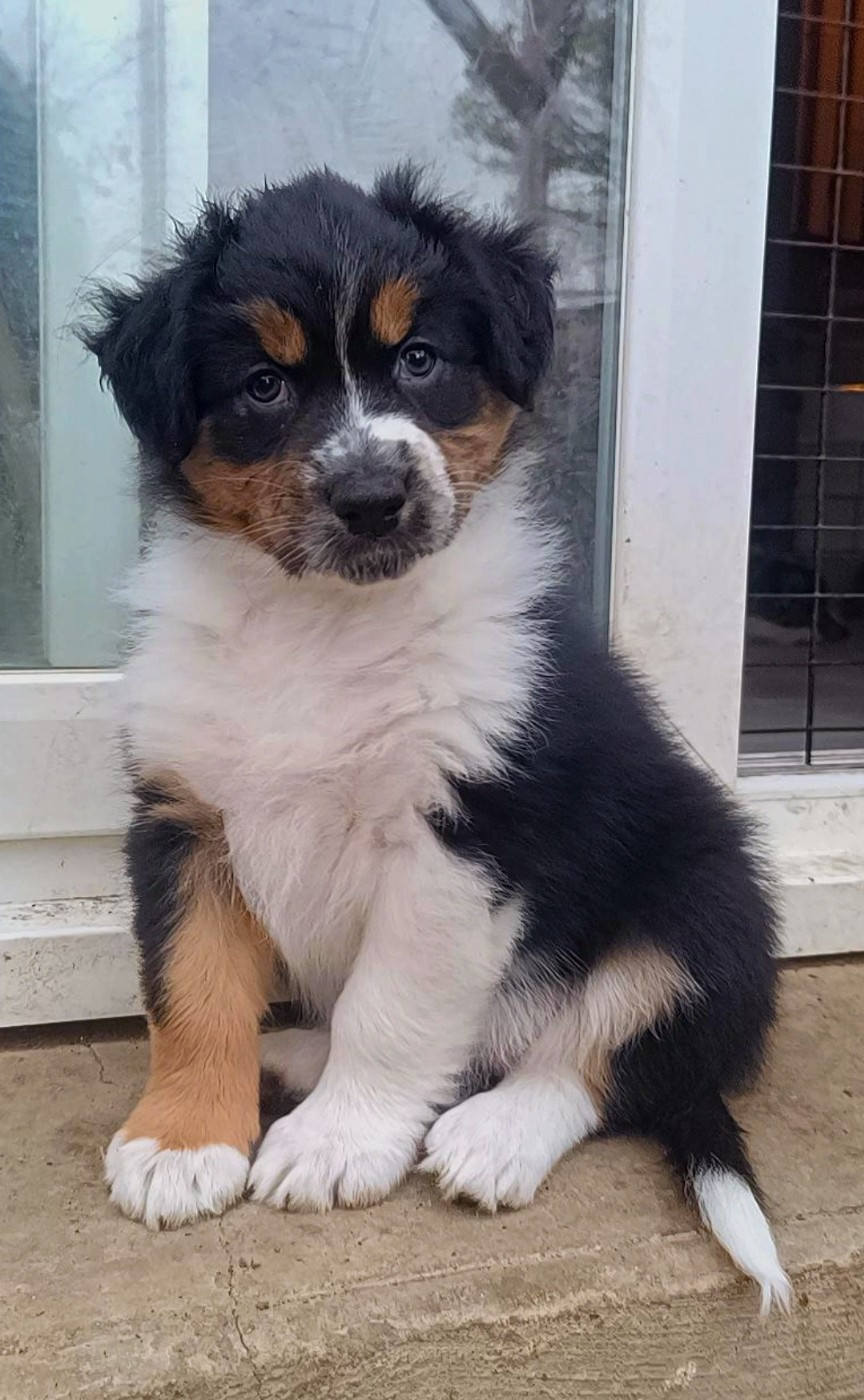 Du Rubis Mystérieux - Chiots disponibles - Berger Australien