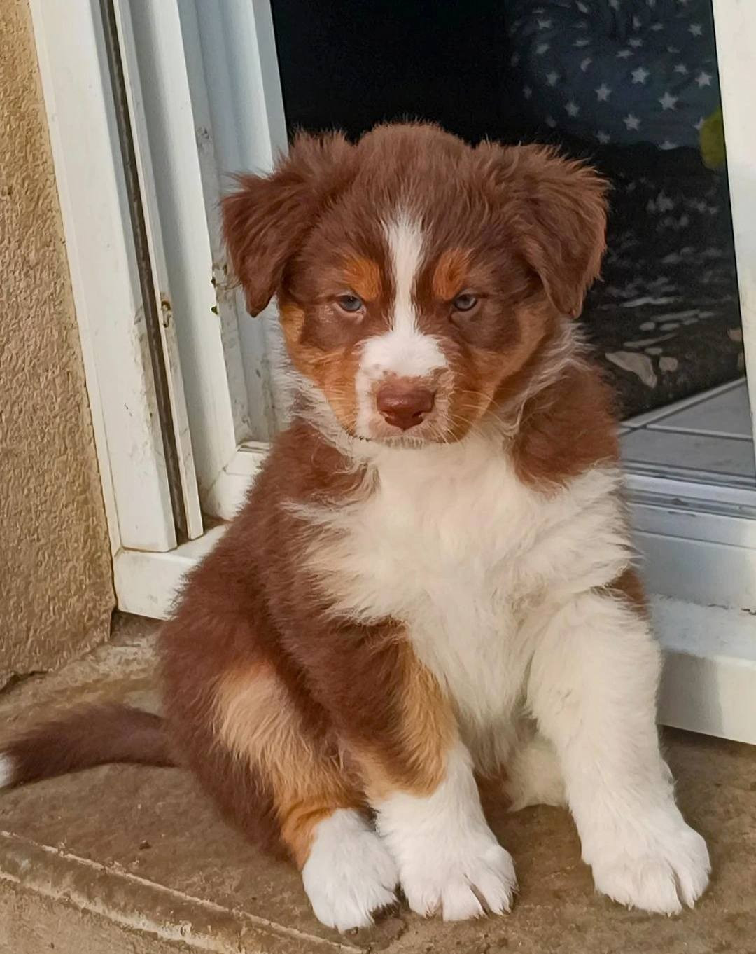 Du Rubis Mystérieux - Chiots disponibles - Berger Australien