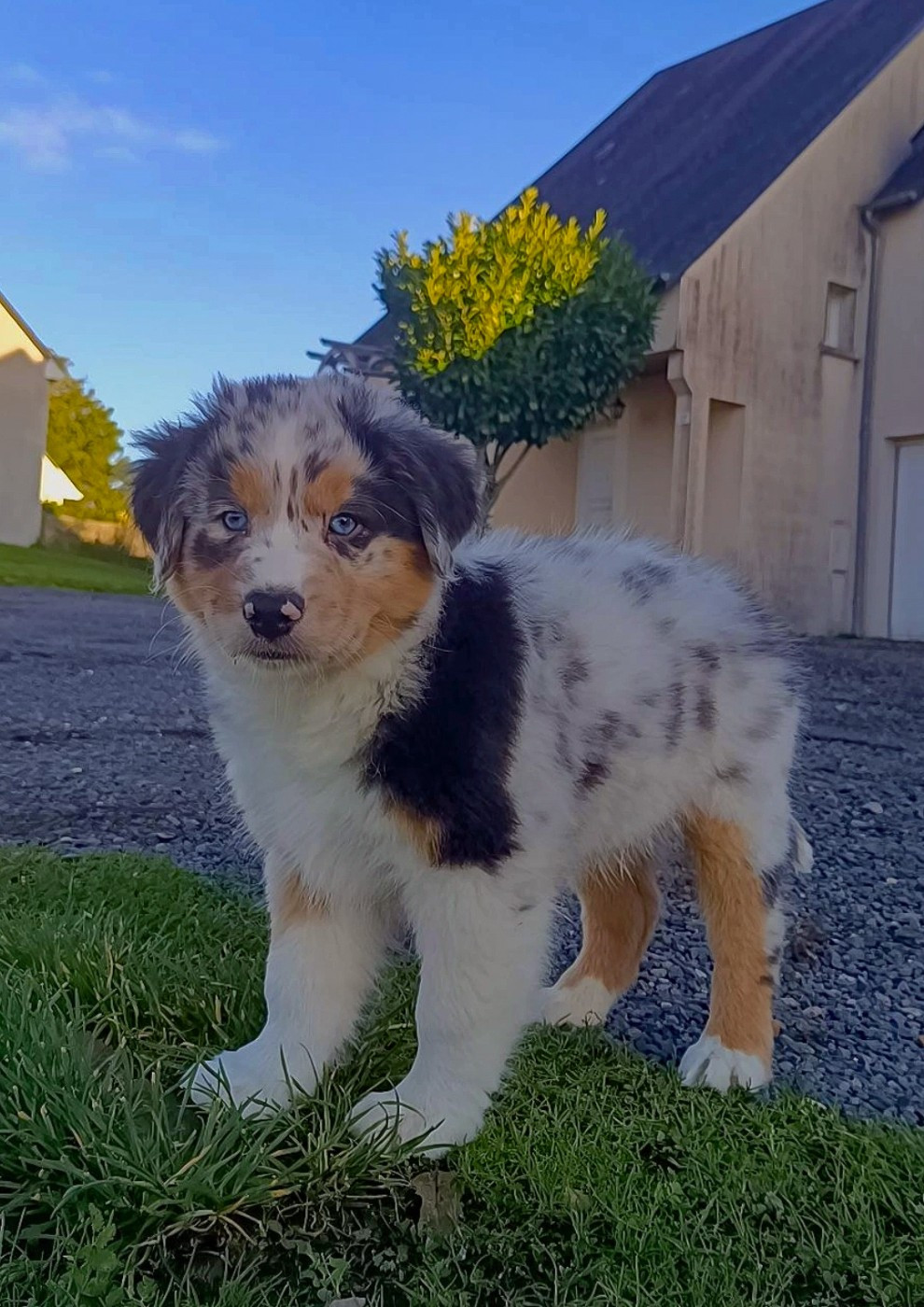 Du Rubis Mystérieux - Chiots disponibles - Berger Australien