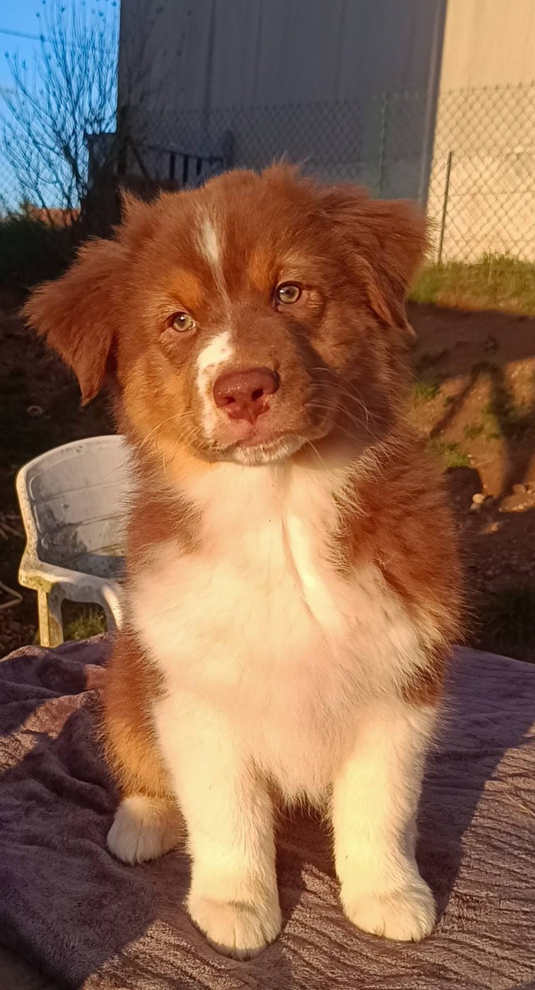 Du Rubis Mystérieux - Chiots disponibles - Berger Australien