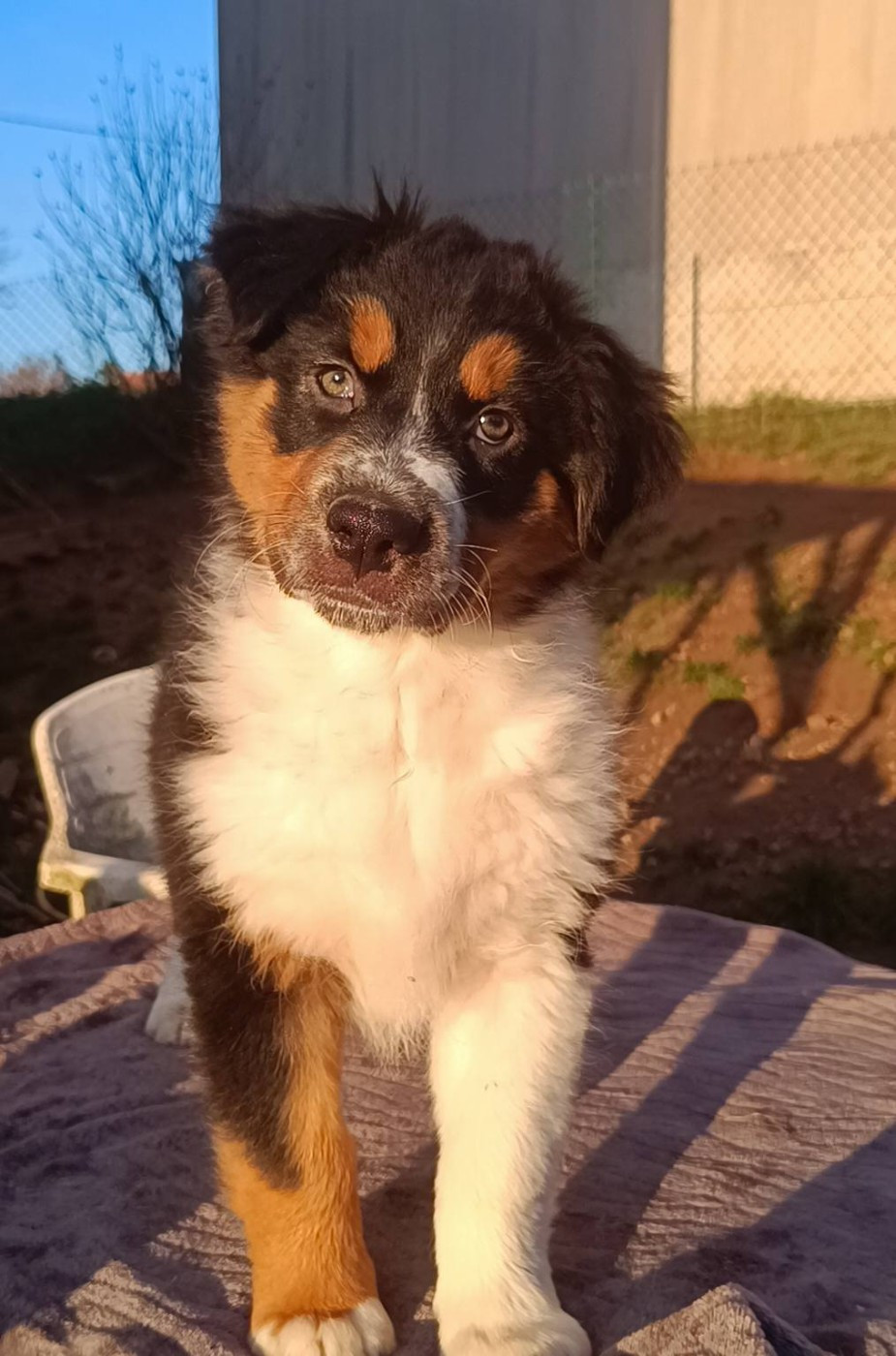 Du Rubis Mystérieux - Chiots disponibles - Berger Australien