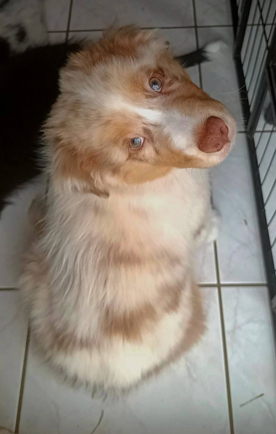 Du Rubis Mystérieux - Chiots disponibles - Berger Australien