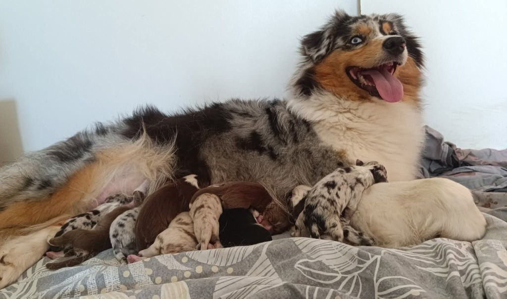 Chiot Berger Australien Du Rubis Mystérieux